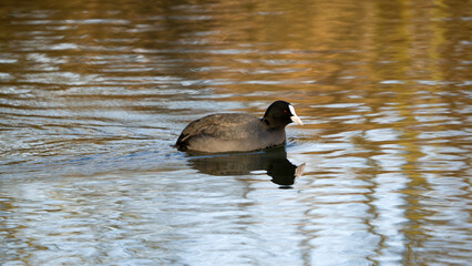Common Coot Swimming Gracefully on Reflective Rippling Water
