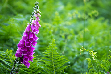 Purple flower in the garden