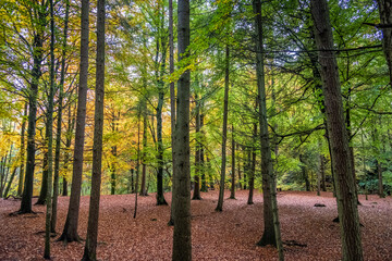 Sun shining through the trees during autumn in the forest