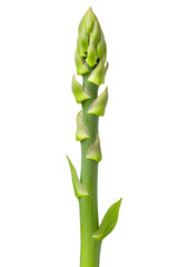 Green fresh asparagus isolated on white background