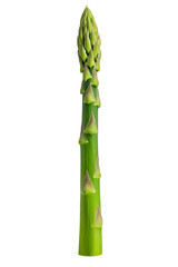 Fototapeta premium Green fresh asparagus isolated on white background
