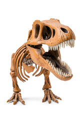 Realistic 3d Dino skeleton isolated on white background