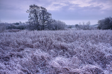 Frozen field in winter