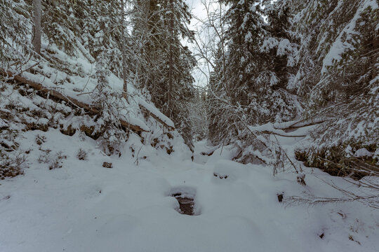 By the Villbekken Creek below the Reklingmyra Bog of the Totenåsen Hills, Norway, in December 2024. - Powered by Adobe