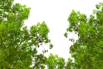 Green tree branches with leaves isolated on transparent background. Natural green leaf and large tree branch. Garden, park, forest, Spring design elements, PNG