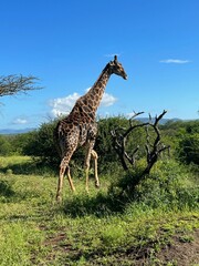 Giraffe in Südafrika