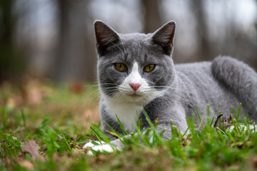 Gray and white cat laying down in a yard