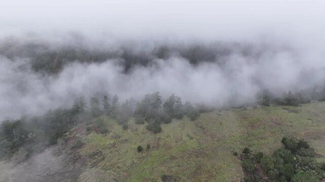 Low, misty clouds drift through the extensive forests of Santa Cruz, California. This beautiful coastal region receives lots of moisture from the ever present marine layer.