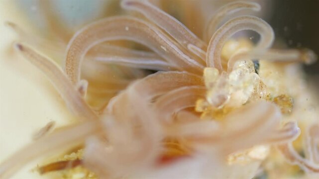 Worm Polychaeta Neoamphitrite figulus, family Terebellidae under a microscope, phylum Annelida. The video shows tentacles. White Sea