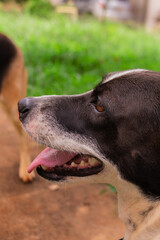 portrait or a mutt