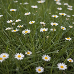 Fototapeta premium daisy