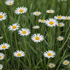 Fototapeta premium daisy