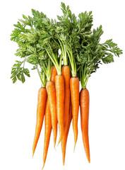bunch of carrots isolated