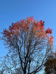 tree colorfully losing its leaves against blue sky