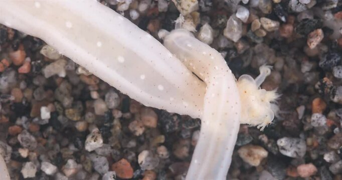 Sea cucumber Chiridota laevis under microscope, class Holothuroidea, order Apodida. Perform an ecosystem service similar to terrestrial earthworms. White Sea