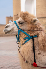 Obraz premium Uzbekistan - Bukhara - Ark Citadel - Bactrian Camel Portrait