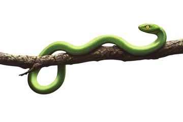 green snake on white background