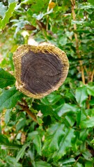Tree Cross Section with Growth Rings