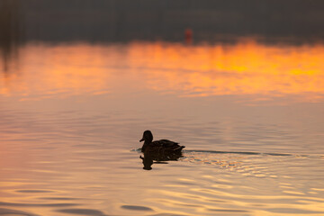 A Serene Duck gracefully floating at Sunset in the Calm Waters of a tranquil landscape