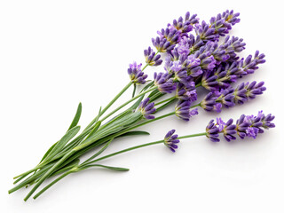 Obraz premium bunch of lavender