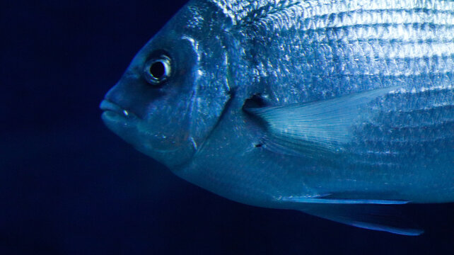 Oblade fish