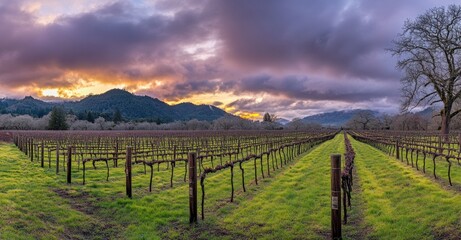Fototapeta premium Vineyard Sunset Panorama: Dramatic Clouds over Rolling Hills