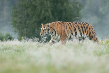 A Siberian tiger walks gracefully through a meadow glistening with morning dew, its striped coat glowing softly in the early light, exuding quiet strength and beauty.