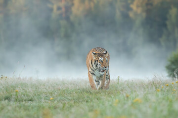 A Siberian tiger walks gracefully through a meadow glistening with morning dew, its striped coat glowing softly in the early light, exuding quiet strength and beauty.