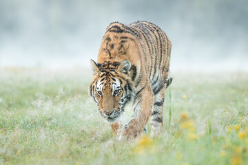 A Siberian tiger walks gracefully through a meadow glistening with morning dew, its striped coat...