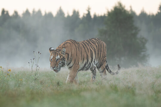 A Siberian tiger walks gracefully through a meadow glistening with morning dew, its striped coat glowing softly in the early light, exuding quiet strength and beauty.