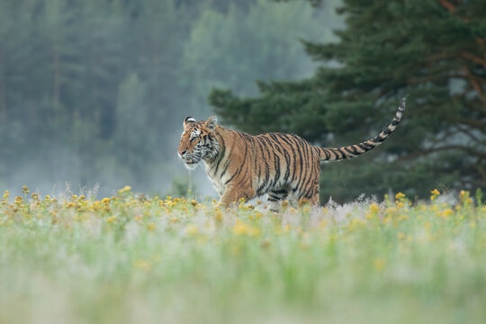 A Siberian tiger walks gracefully through a meadow glistening with morning dew, its striped coat glowing softly in the early light, exuding quiet strength and beauty.