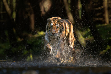 A Siberian tiger walks gracefully through a meadow glistening with morning dew, its striped coat glowing softly in the early light, exuding quiet strength and beauty.