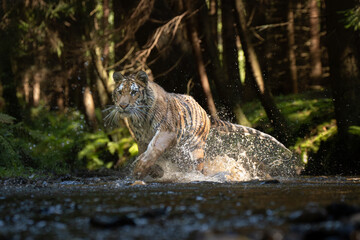A Siberian tiger dashes through a river, water spraying dramatically as its sleek, striped body moves with grace and power, surrounded by a serene forest backdrop.