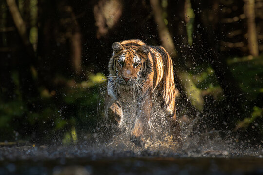 A Siberian tiger walks gracefully through a meadow glistening with morning dew, its striped coat glowing softly in the early light, exuding quiet strength and beauty.
