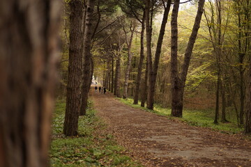 Obraz premium a forest in autumn
