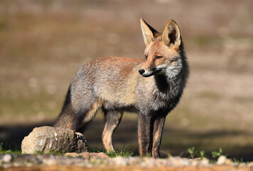 un bonito zorro en el campo en libertad