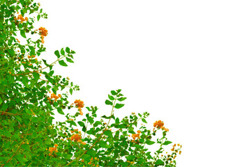 Green leaves and flowers in the corner. Natural branch leaves isolated on transparent background....