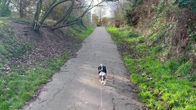 Tilting dolly shot of Pembroke Welsh Corgi walking along path in park, with backdrop of South London skyscrapers.