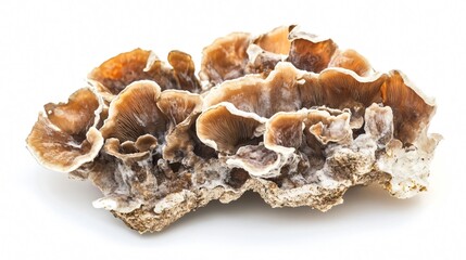 Close-Up of Brown Mushrooms on White Background: A Study in Natural Textures