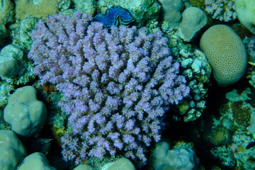 Rasp coral or cauliflower coral, knob-horned coral (Pocillopora verrucosa) undersea, Red Sea,...
