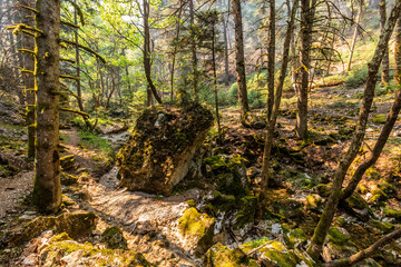 Forest near Elati village on Peloponnese peninsula, Greece
