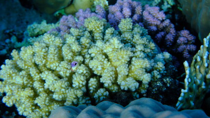 Rasp coral or cauliflower coral, knob-horned coral (Pocillopora verrucosa) undersea, Red Sea,...