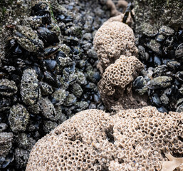 Muscles on the beach