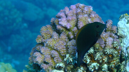 Rasp coral or cauliflower coral, knob-horned coral (Pocillopora verrucosa) undersea, Red Sea, Egypt, Sharm El Sheikh, Montazah Bay