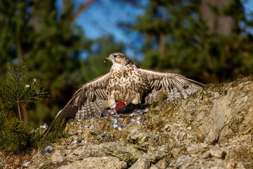Falcon with prey. Saker falcon, Falco cherrug, perched on rock cliff, tearing caught killed pigeon. Bird of prey in landscape with pine trees. Majestic raptor. Bird natural behavior. Wildlife nature.