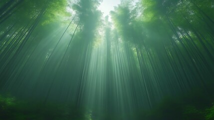 Fototapeta premium Sunbeams Illuminate Misty Bamboo Forest