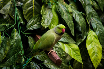 green winged parrot