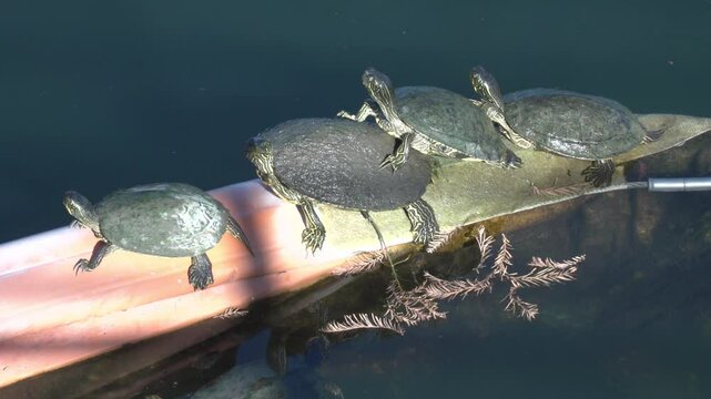 Turtle Climbing up with other turtles 