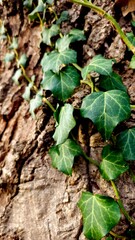 Ivy Leaves Climbing Tree Bark