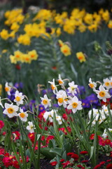 A close-up of beautiful white Narcissus flowers in spring flowerbed. Colourful flowers in the blurred bokeh background